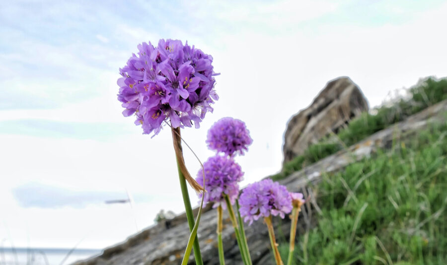 Armeria