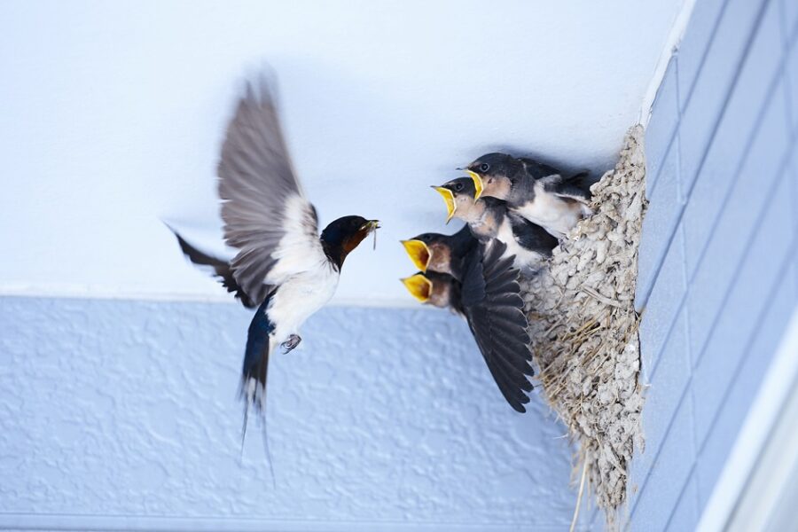 Swallow,And,Baby,Birds,In,The,Nest