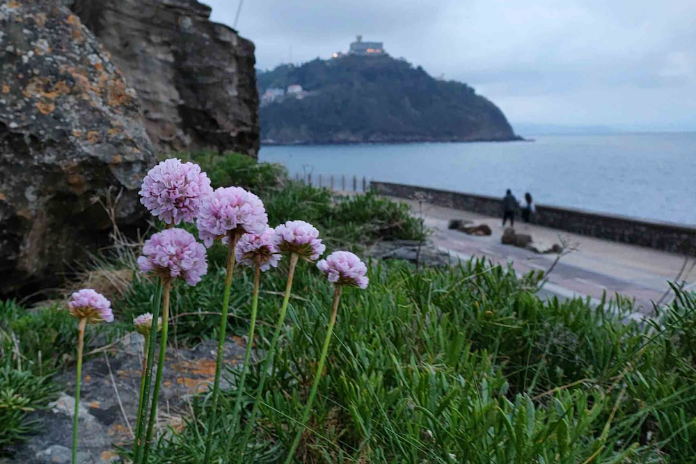 Armeria_euscadiensis