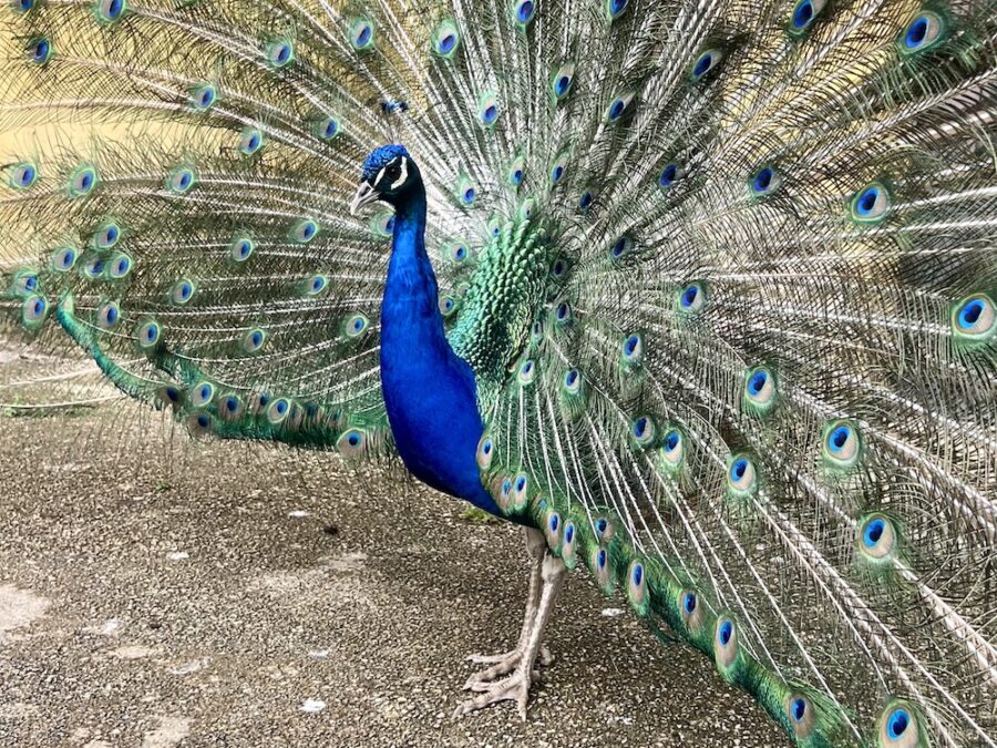 PAVO2