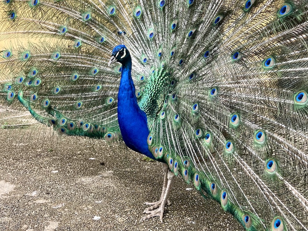 PAVO2